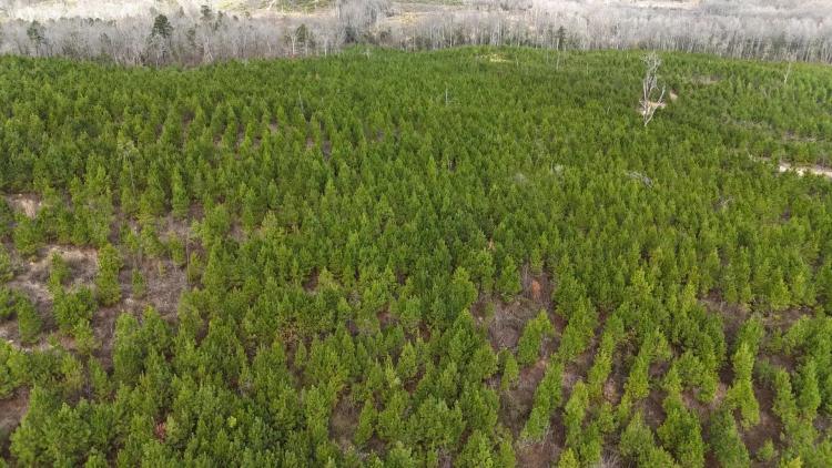266.93 +/- Acres, Deatsville, Autauga County