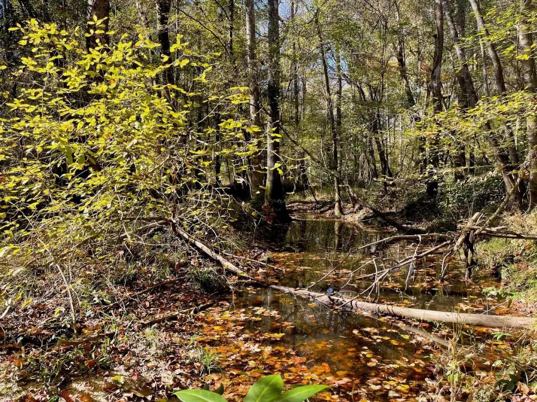 Bouie River Bottomland