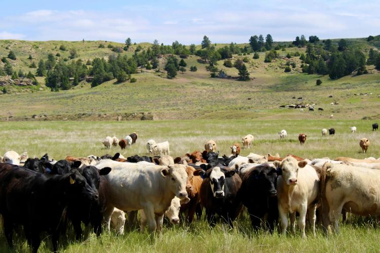 South Deer Creek Ranch