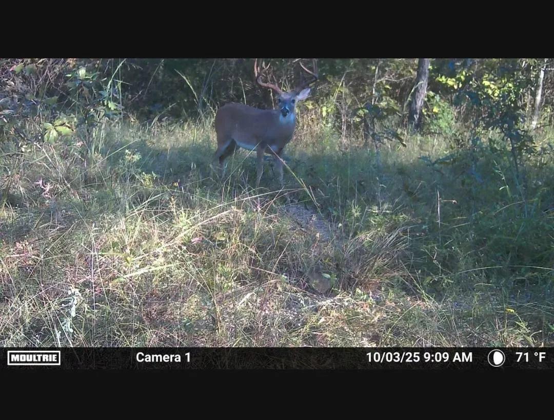 80.13 ACRES PRIME HUNTING LAND IN ANTLERS OKLAHOMA FOR SALE