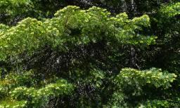 1278030-111
