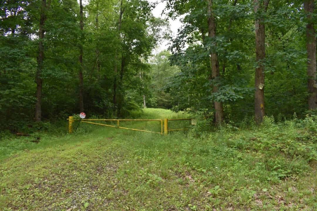 Whippoorwill