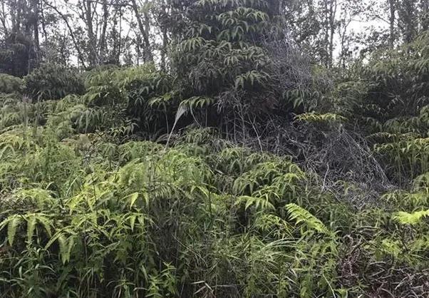 #L04189-1 Own a piece of your own Rain Forest with 3 Acres of Paradise in Fern Forrest Hawaii $35,899.00