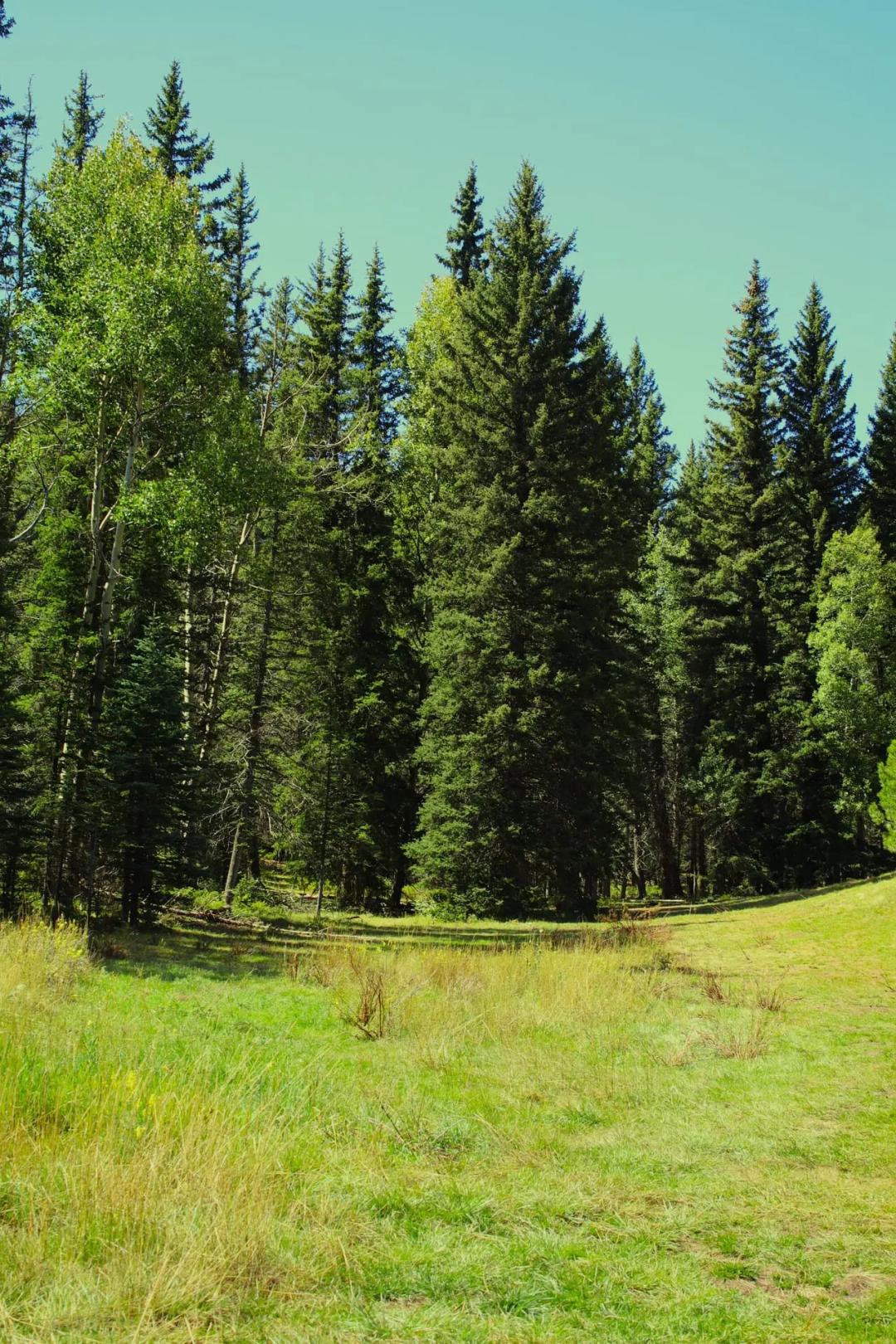 Bugling Elk Valley