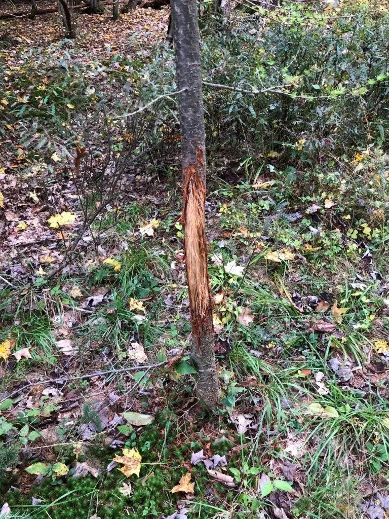 13391237-6