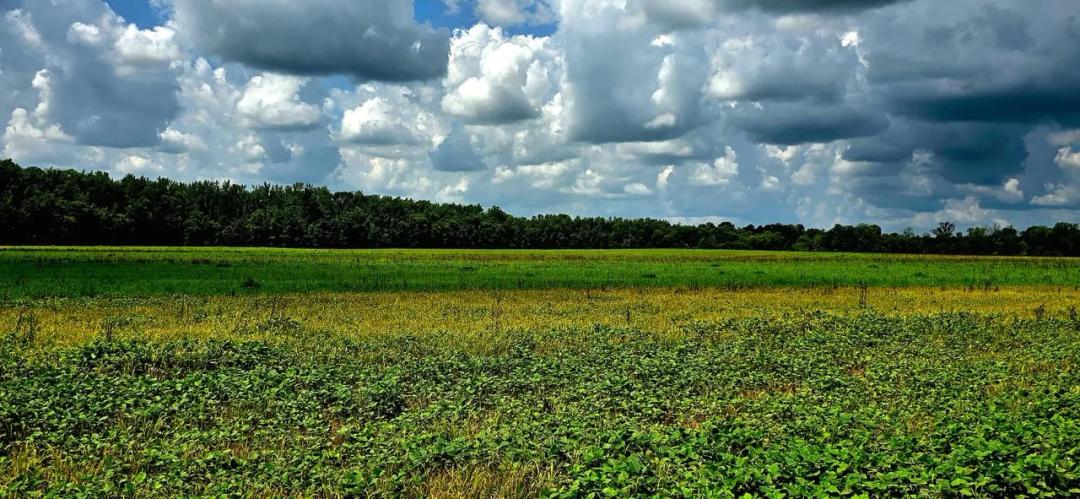 300ac CYPRESS CREEK, AG AND CATTLE FARM. TIMBERLAND