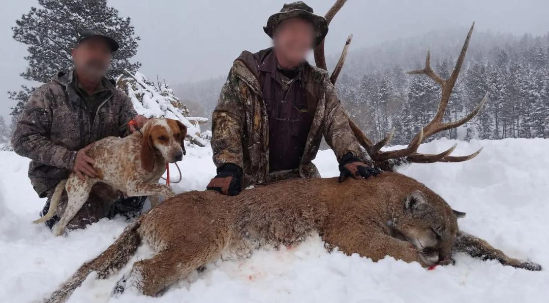 Southwest Colorado Mountain Lion Hunting Outfitting Business For Sale: NO DEEDED PROPERTY 