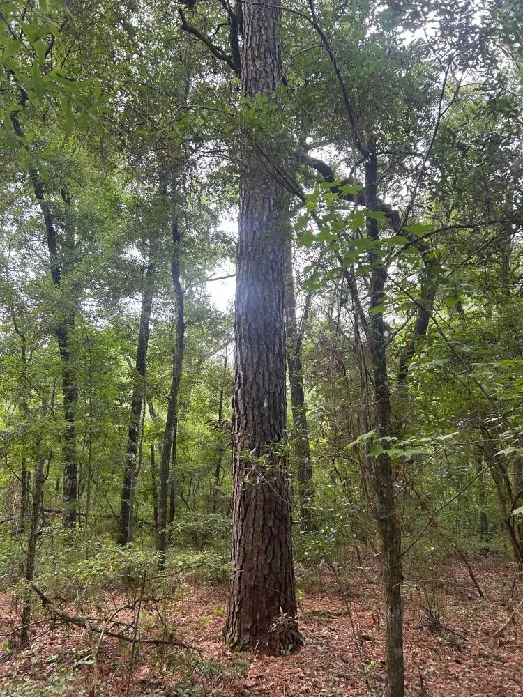 5.00 Acres at 0 Boat Landing Rd