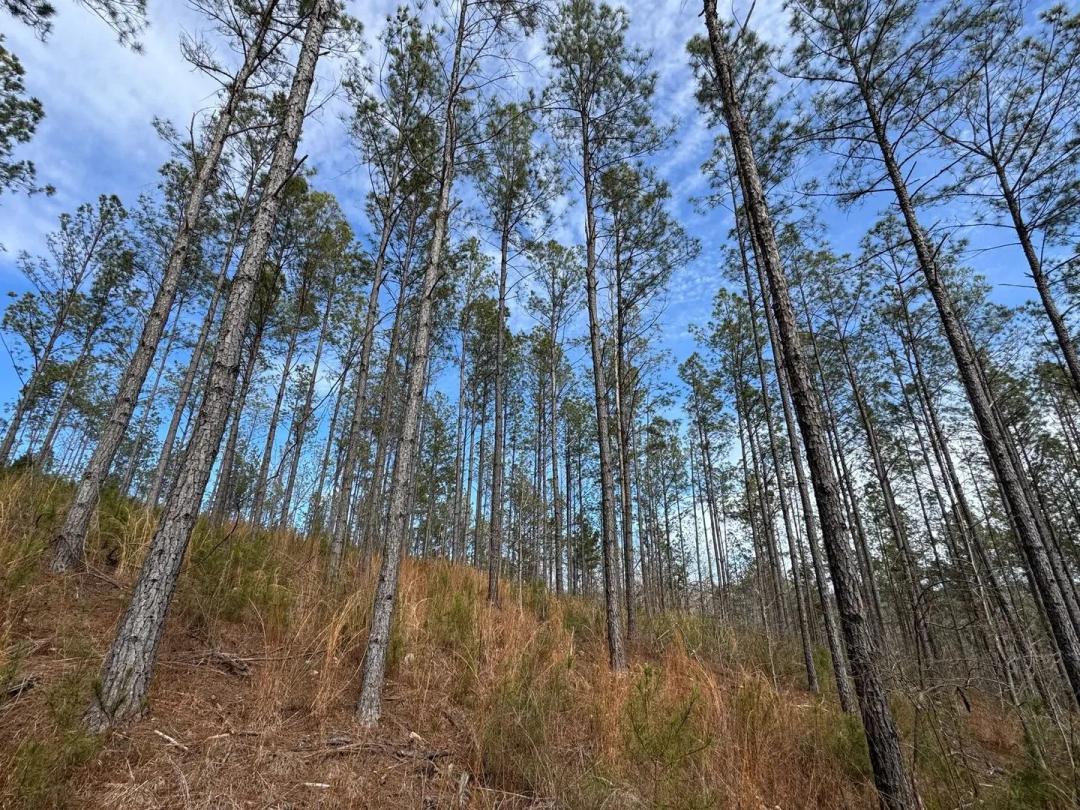 44.95 +/- Acres in Coosa County