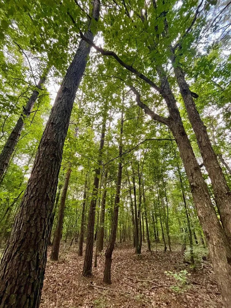 20 +/- Acres in Woodland, AL