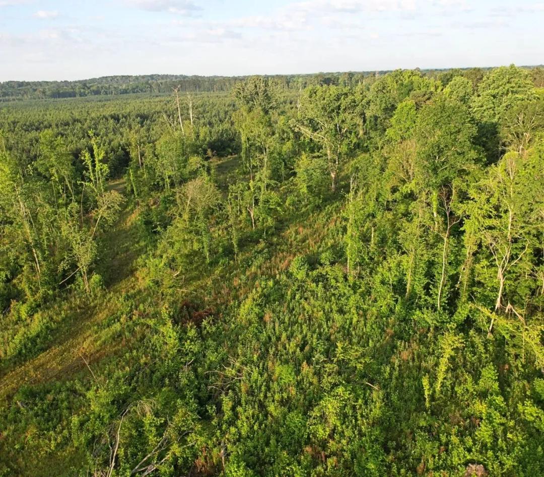51 Acres in Simpson County in Pinola, MS
