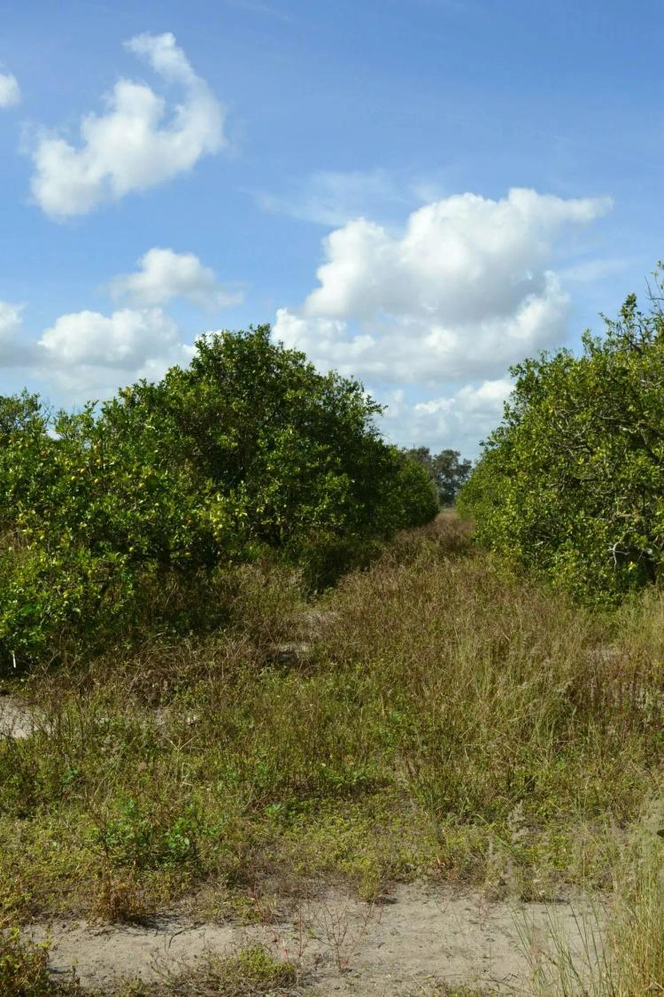 Masterpiece Grove - South 14.6 acres