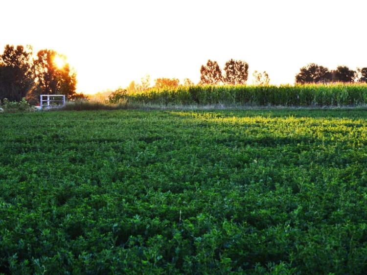 Williams Farm &amp; Seed Company