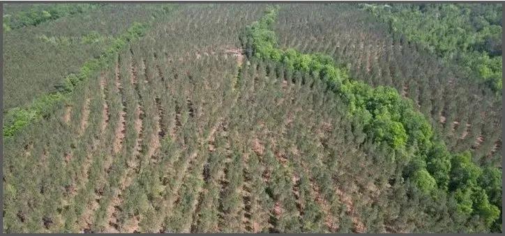 80 Acres in Jasper County in Heidelberg, MS 