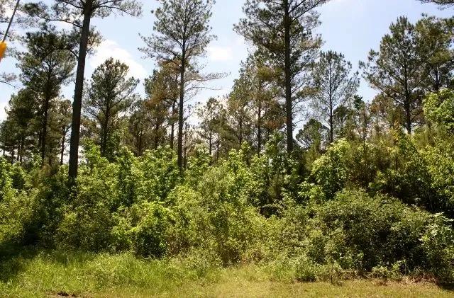 Chickasaw Meadows Lot 13