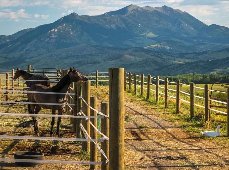 Silver Brand Ranch