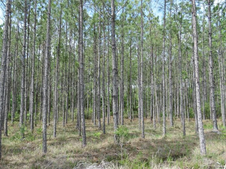 Waccasassa Flatwoods Tract