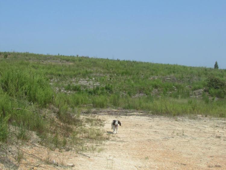 Great Home Site or Timber/Recreation Tract