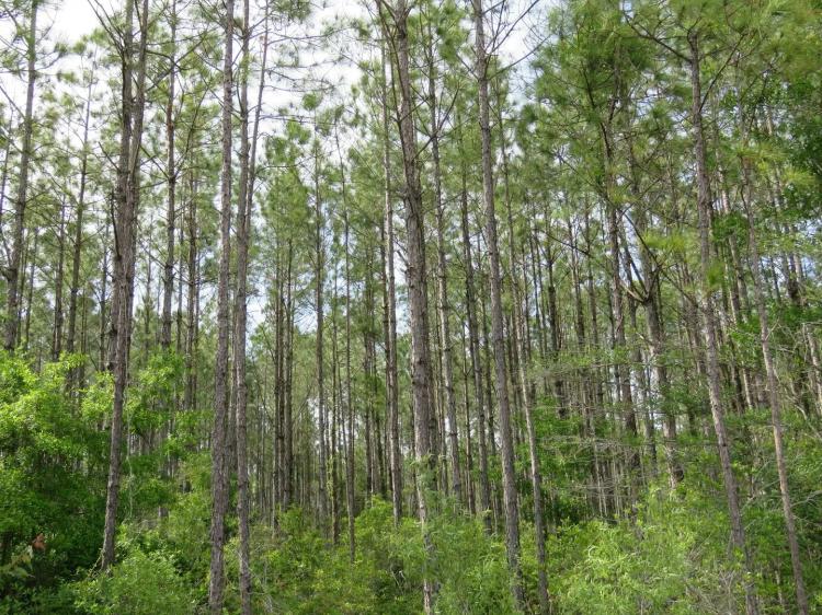 McGee Branch East Tract