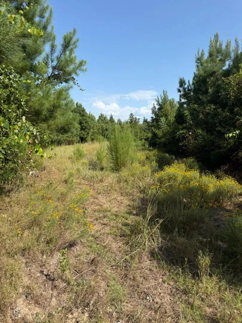 63 Acres Winston County, MS