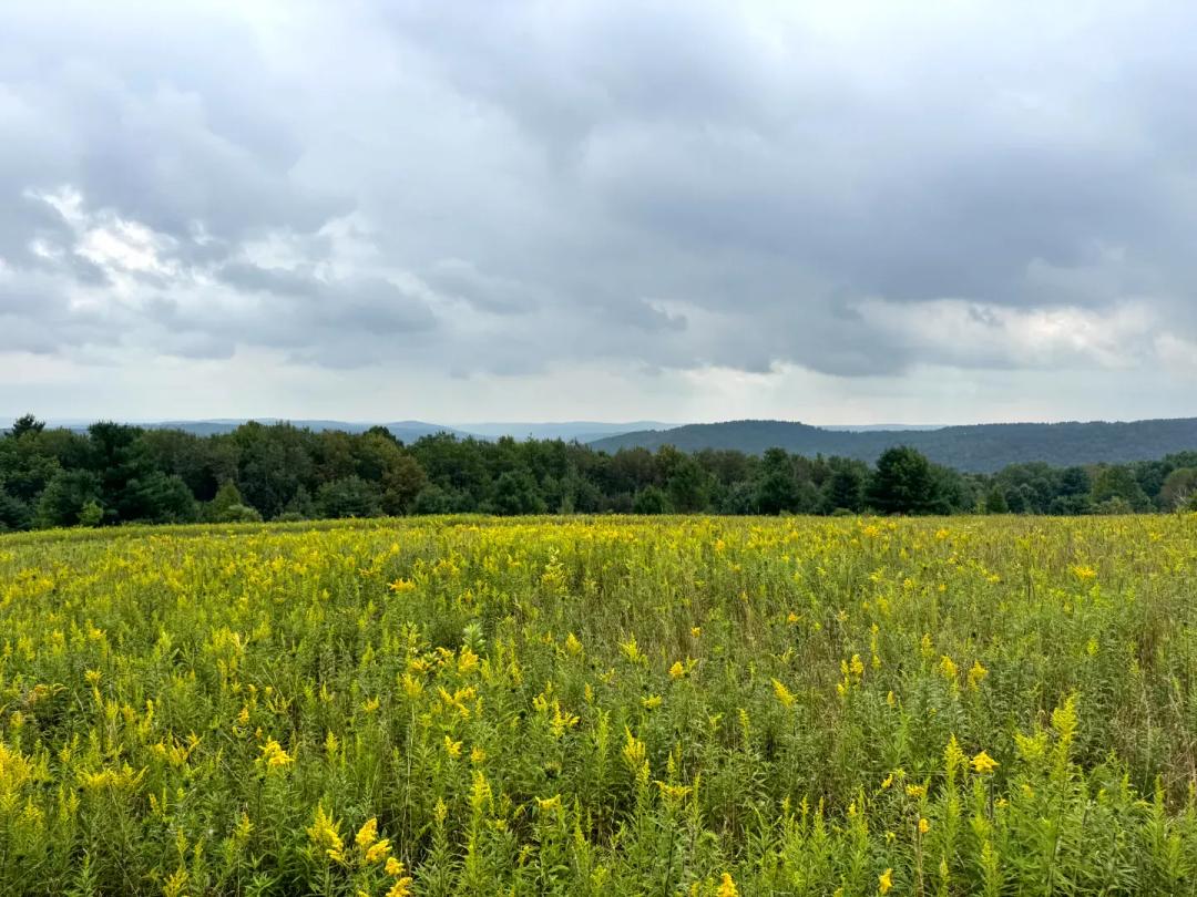 Richford Field & Forest