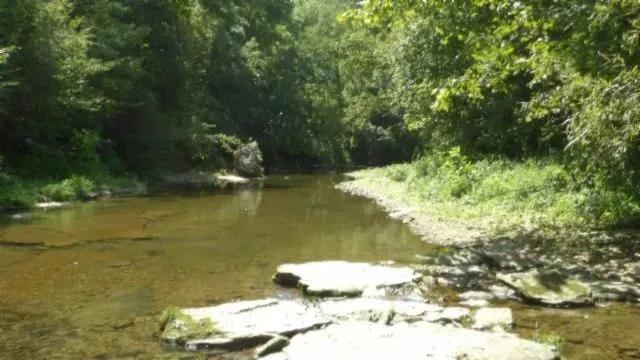 247.31 AC W/ CREEK THROUGH THE PROPERTY, MARKETABLE TIMBER, BUILDING SITES & MORE