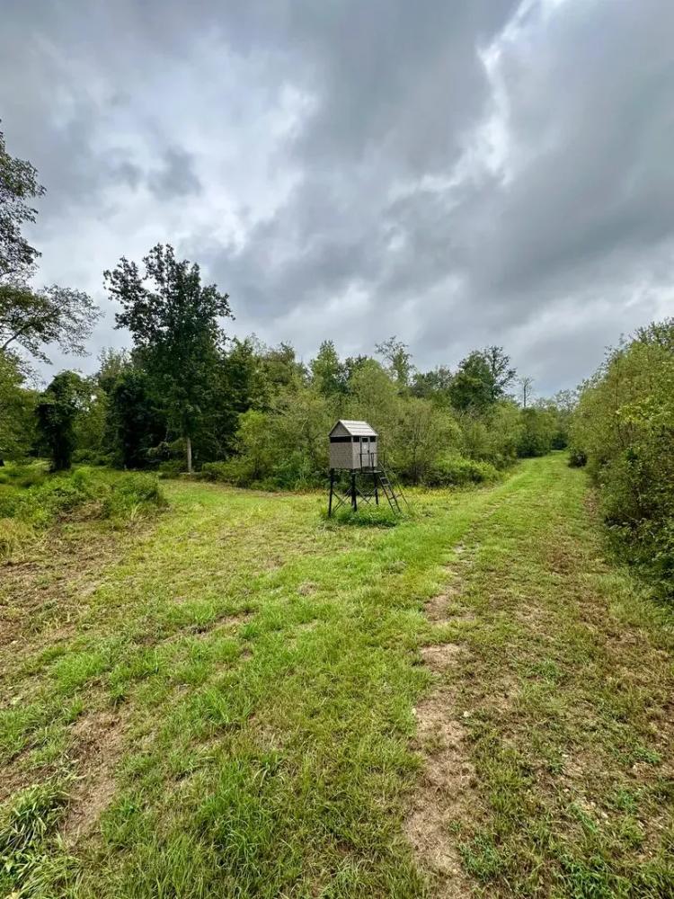 150 Acres in Winston County, MS