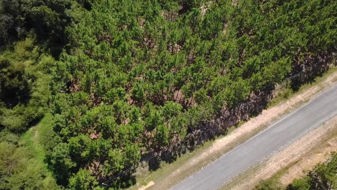 67 Acres in Wilcox County, GA 