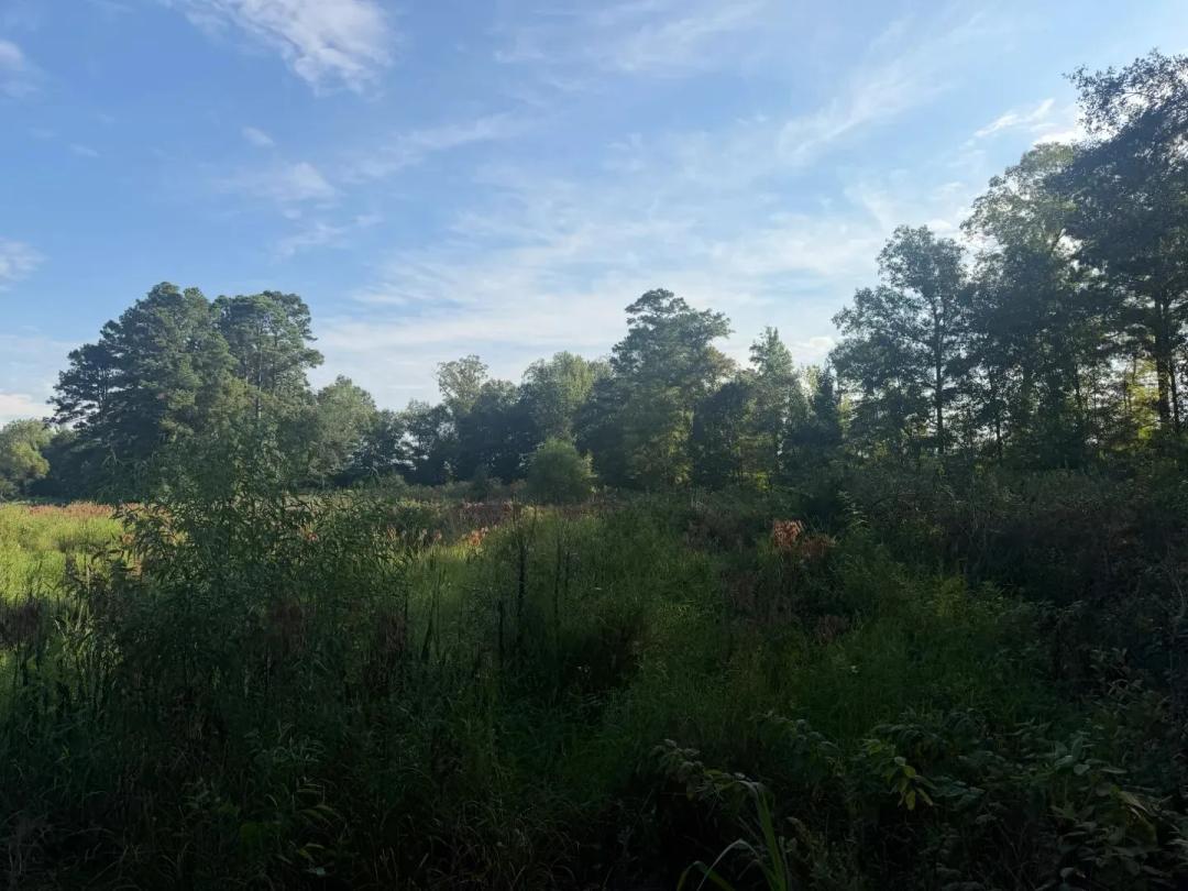 57 Acres in Nevada County, AR 