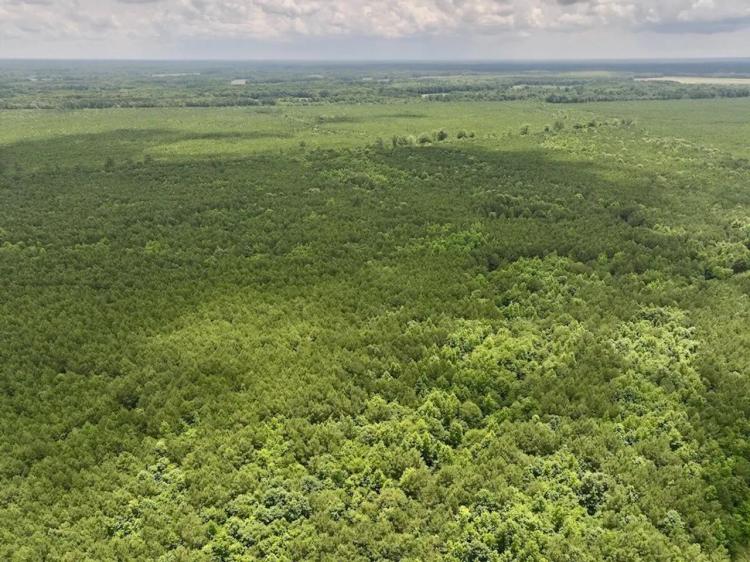 300 acres of Timber and Hunting Land For Sale in Halifax County NC!