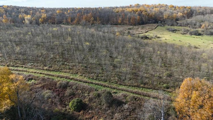 352 acre Black Walnut Tree Farm Earlville NY