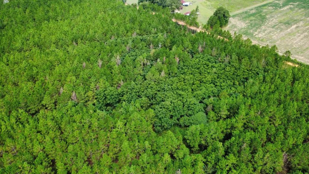 5 Acre Homesite Tract Ben Hill Co