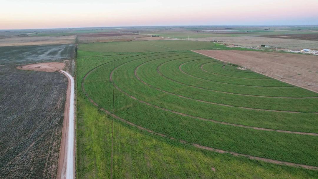 311.84+/- Acres in Lazbuddie, Texas