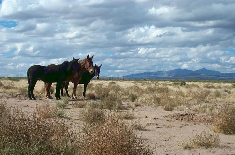 Southern New Mexico Land - Numerous half acre lots available - Mobiles OK starting at $575