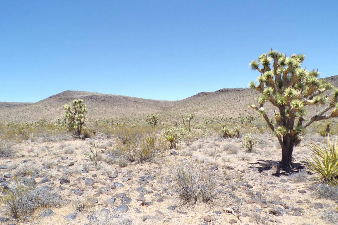 10 ACRES OF SERENE HIGH DESERT