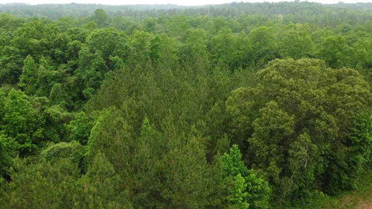 6+ acres on Little Loblockee Creek