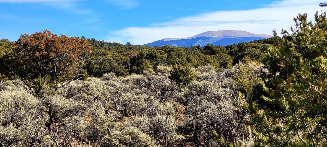 Treed parcel 35 acres southern Colorado * R Ranch Melby #2