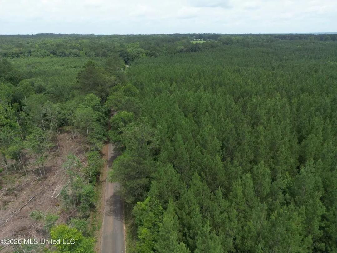 73+- Acres of Plantation Pines Pike County MS 