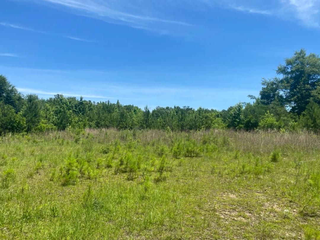30.00 Acres at 0 Mizell Road