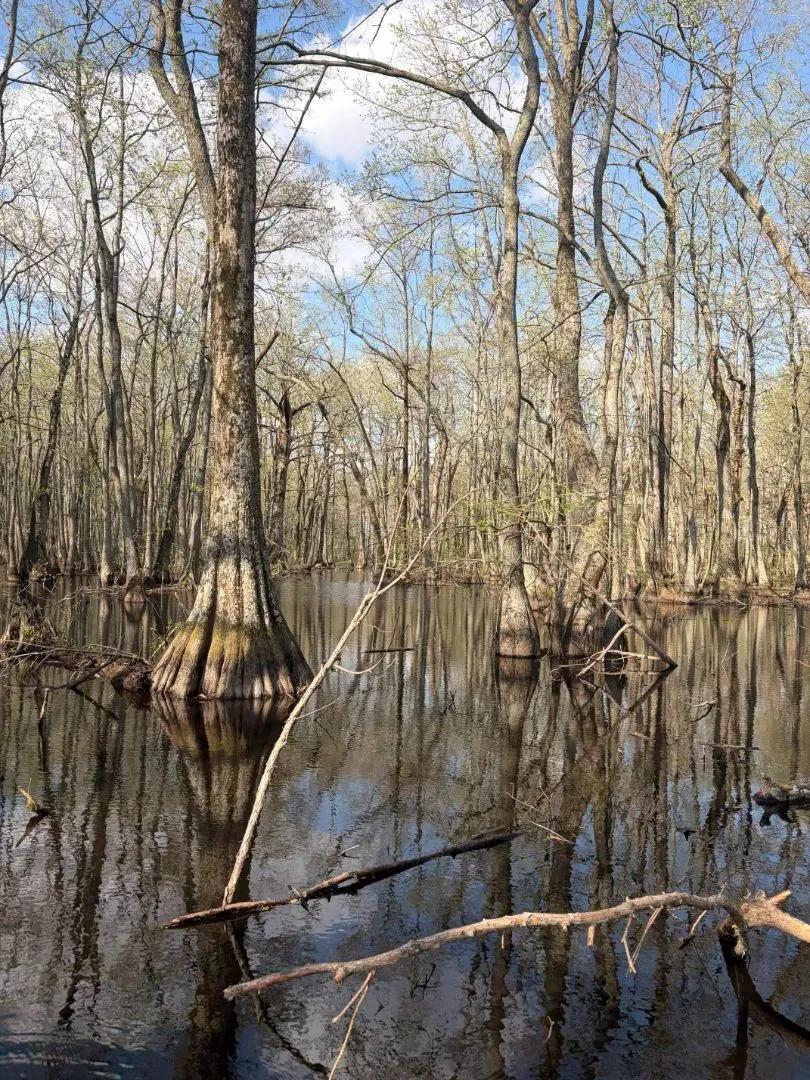 114.5 Acres in Leflore County, MS 