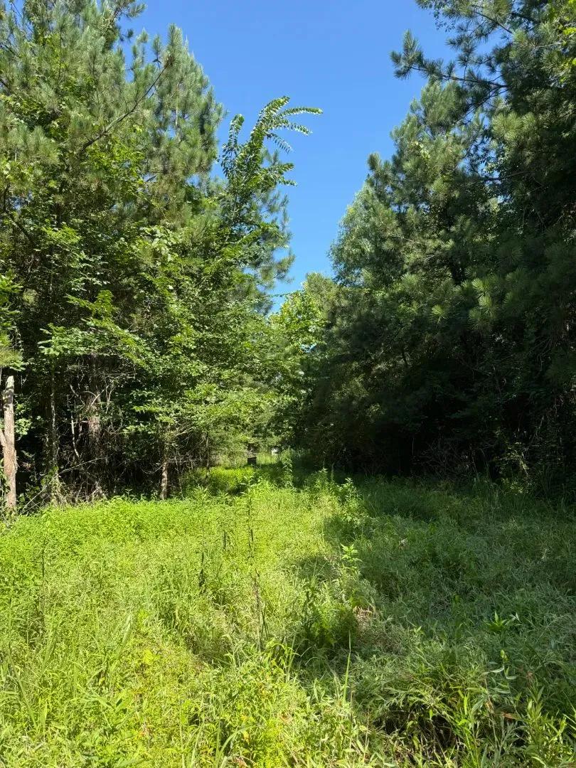 40 Acres in Montgomery County, MS 