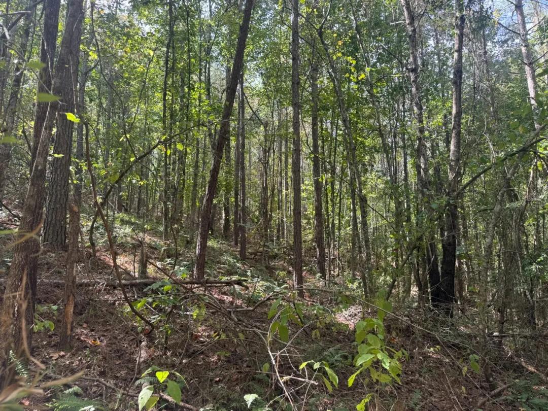 80 Acres Grenada in County, MS 