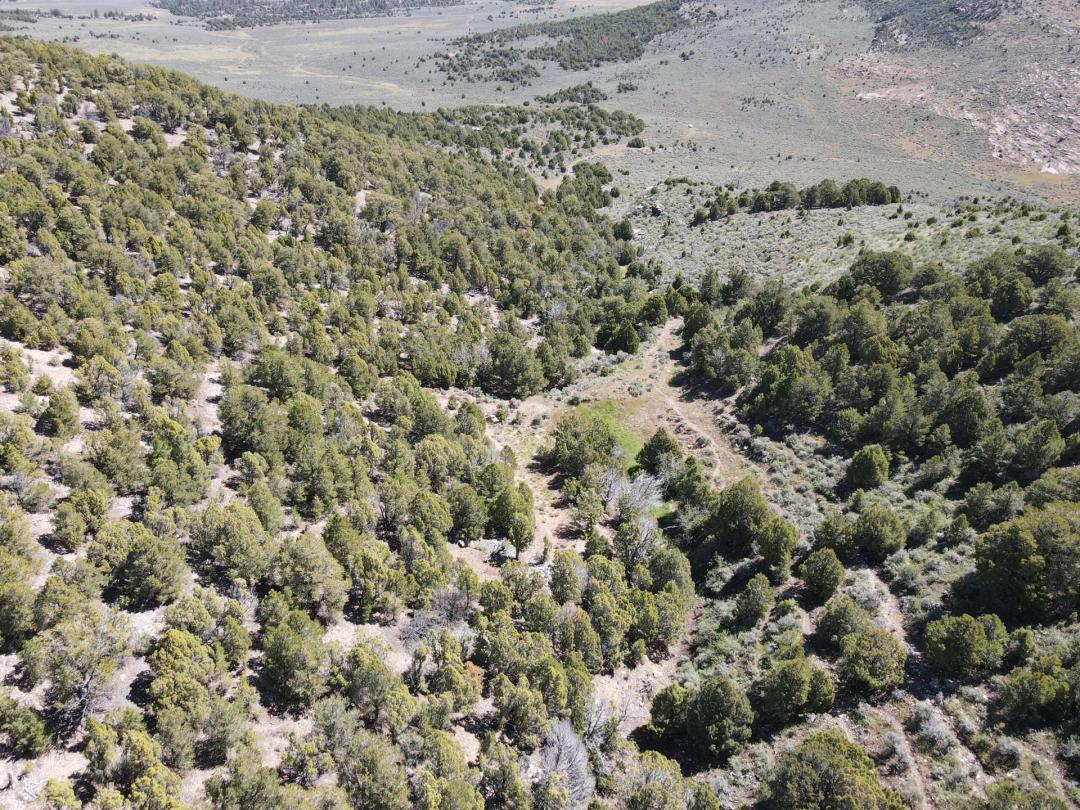 Wild Mountain In Holding