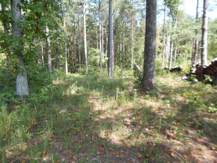UNRESTRICTED 1 ACRE ON LOOKOUT  MOUNTAIN
