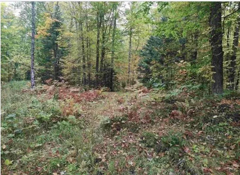 160 Wooded Acres with Creek and Pond 50191064