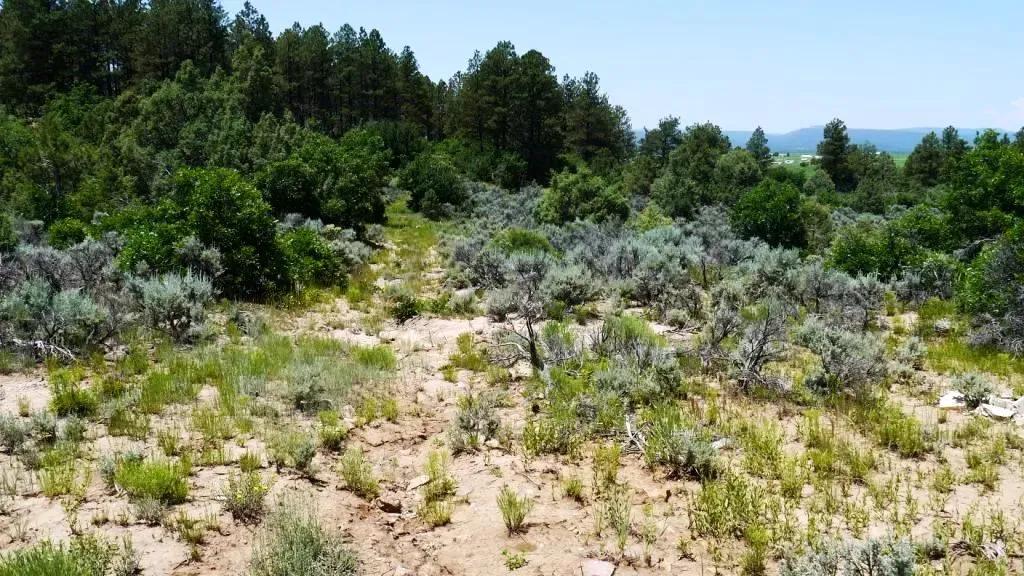 Two Adjacent Lots in Tierra Amarilla - Over One Acre - Wooded
