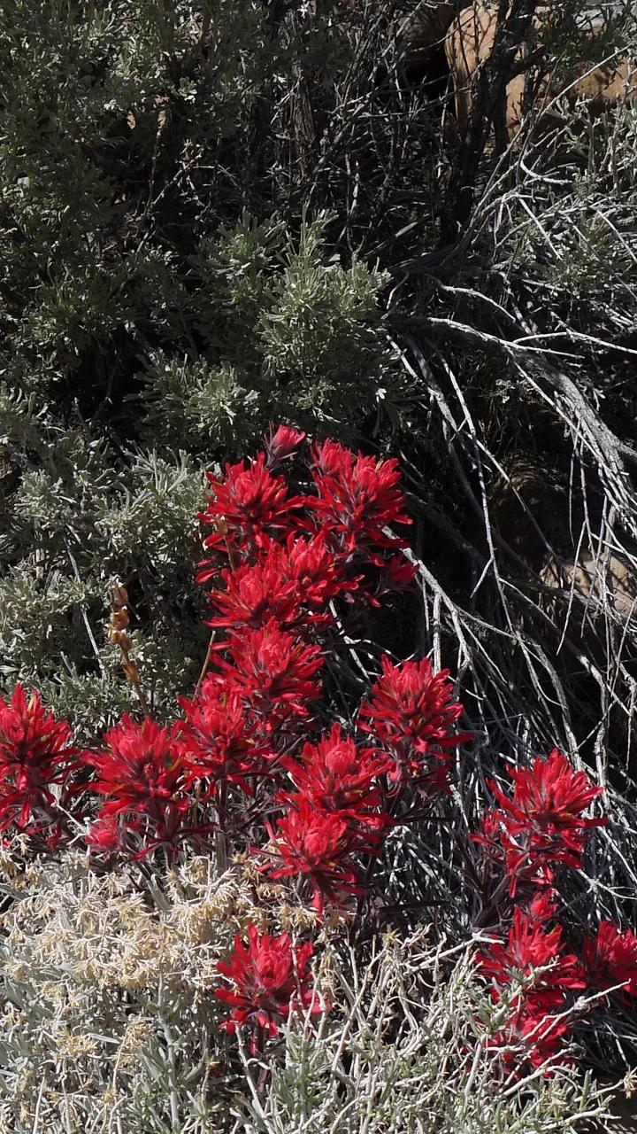 80 acres Mountain Ridge with Incredible views