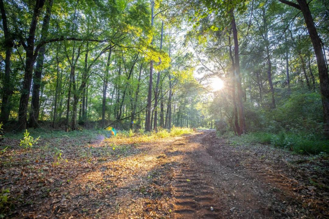 20 Acres in Shelby County, AL