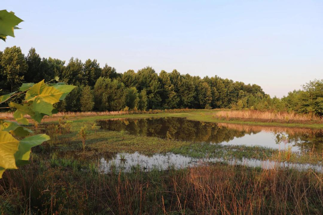 63.41 Acres in Conway County, AR 