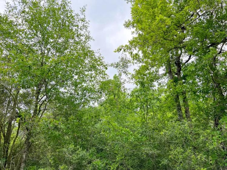 51 Acres | Cravens Camp Rd. | D-1 | Silsbee Stake